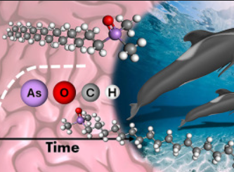 graphical abstract showing the increase of AsHCs 