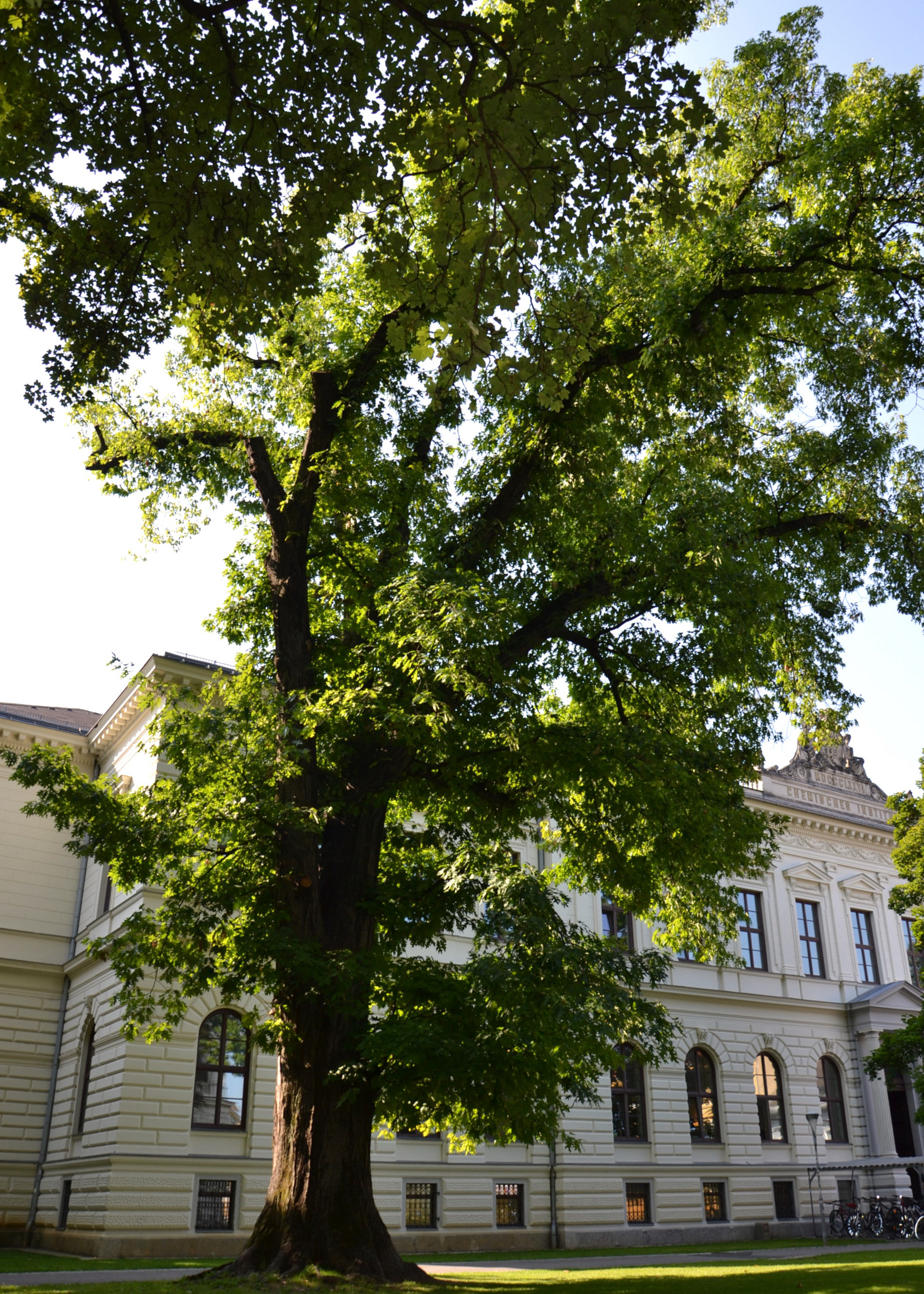 Rot-Eiche im Sommer ©Uni Graz