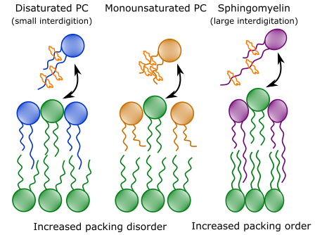 Schema der Lipidkopplung in asymmetrischen Membranen ©Moritz Frewein