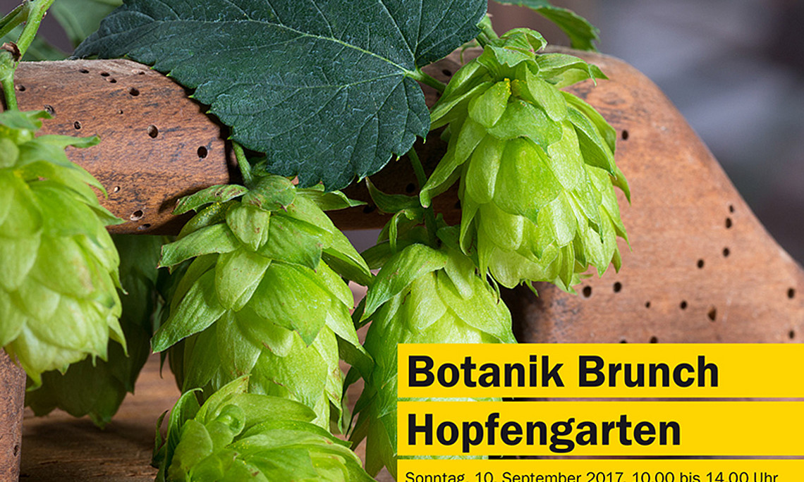 Welche gesundheitsfördernden Stoffe sind im Hopfen enthalten? Der Botanik Brunch beantwortet diese und viele weitere spannende Fragen. Foto: Václav Mach/Fotolia.de