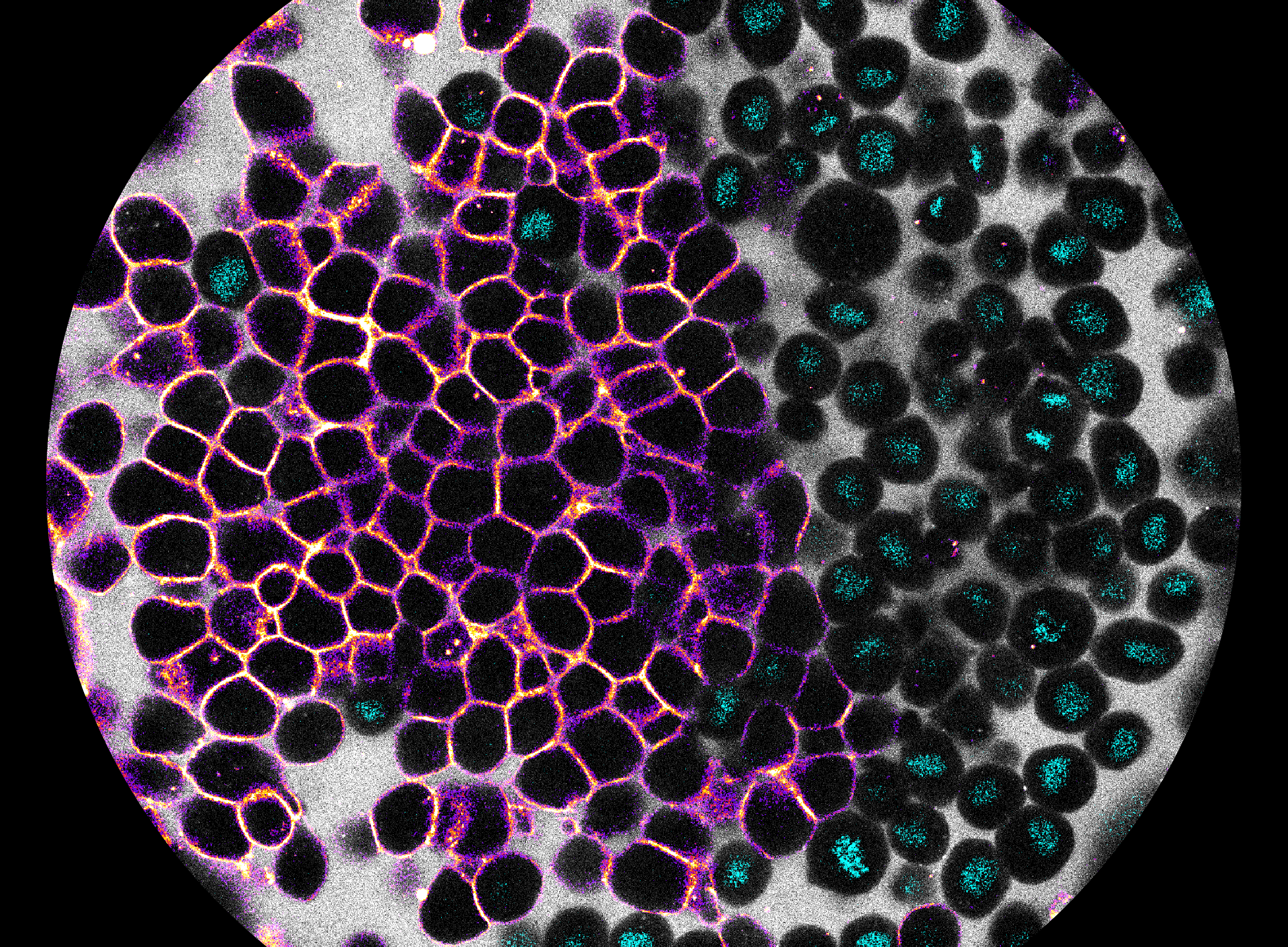 Confocal microscopy time-lapse movie of a developing zebrafish embryo, as the marginal cells change fate. Cell membranes are shown in gray, cell nuclei in yellow, and the mesendodermal fate marker sebox in magenta. ©Laura Rustarazo-Calvo (EMBL Heidelberg)