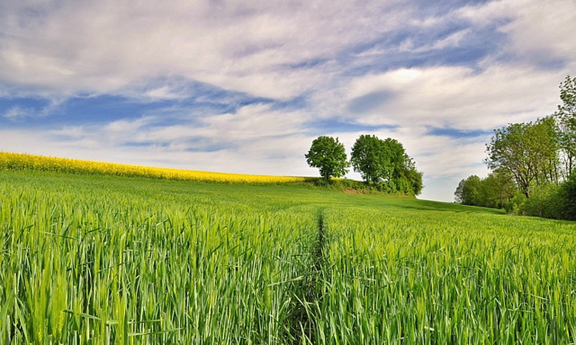 Im Projekt "Farm-Clim" suchen ForscherInnen nach Methoden, wie Stickstoff in der Landwirtschaft besser zum Einsatz kommen kann. Foto: pixabay