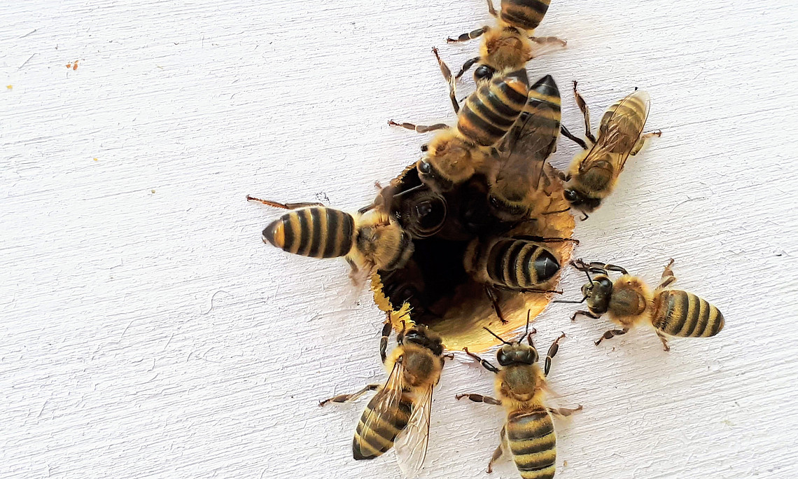 Streit schlichten, Bienenstock