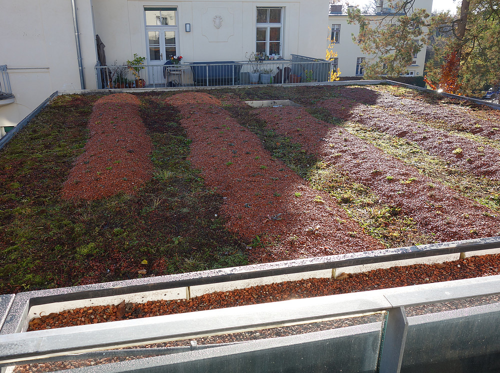 Insektensauger (3 x 100) 