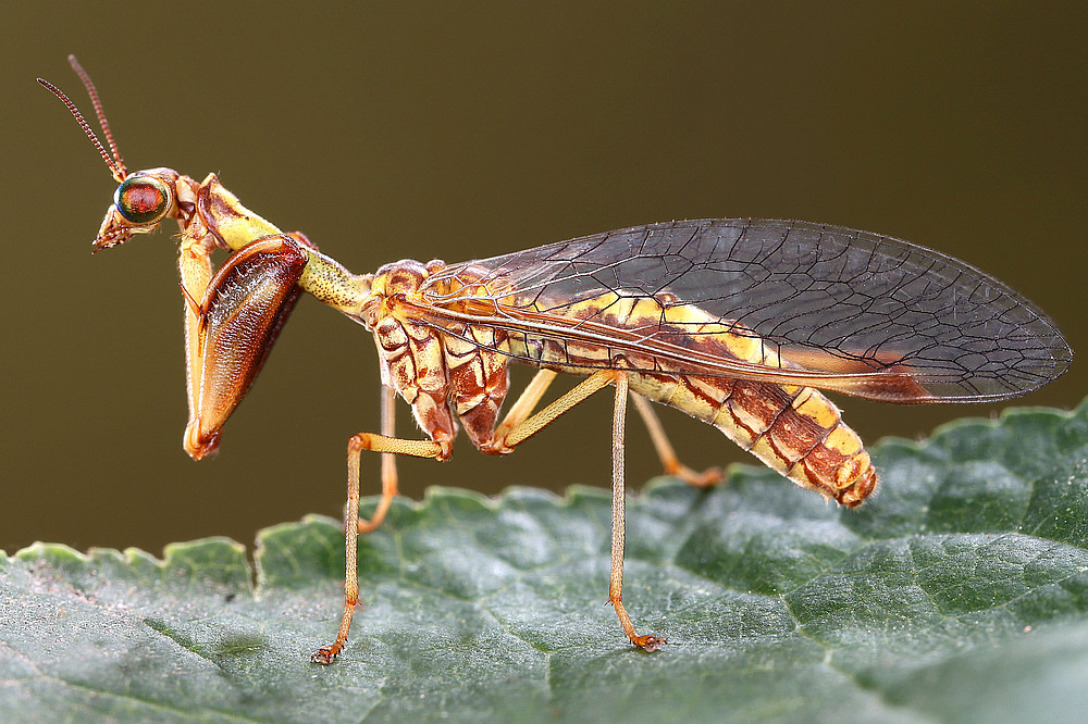 Steirischer Flügelhaft Mantispa styriaca ©Gernot Kunz