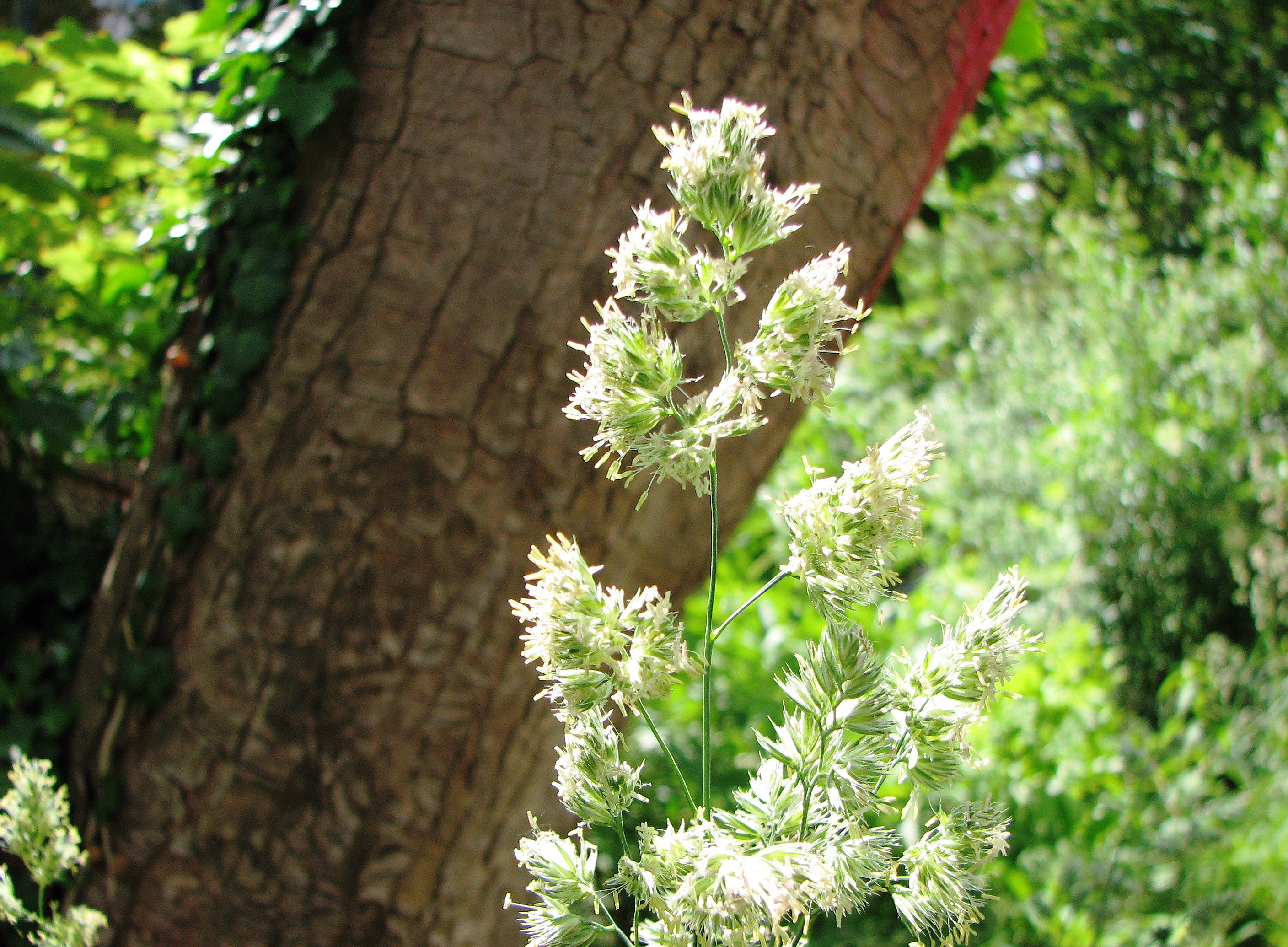 Dactylis glomerata 