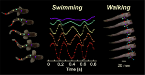prelim_mudskipper_tracking 