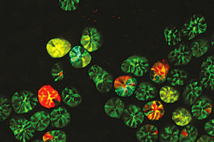 Frontaler Ausschnitt der Darmkrypten mit den dazugehörigen Stammzellen. Foto: Jacco Van Rheenen "Intravital microscopy of cancer" NKI Lab