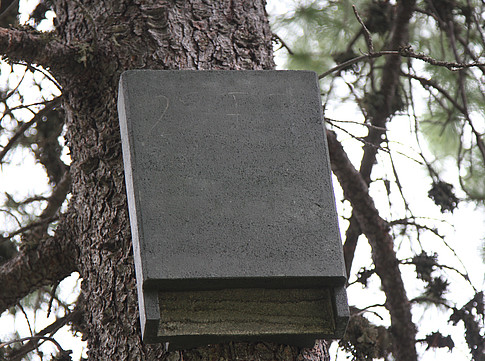 Fledermausschlitzkasten ©Elisabeth Huber