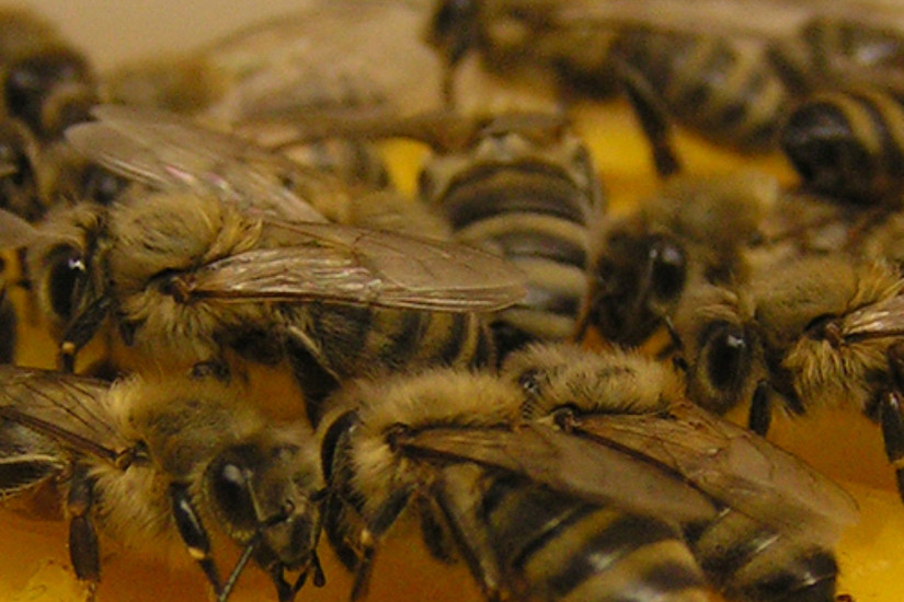 Bienen sind die tierischen Vorbilder der Roboter.