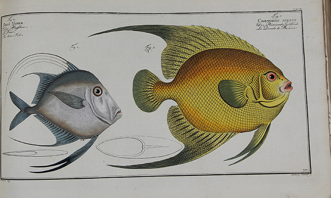 Naturgeschichte der ausländischen Fische 
