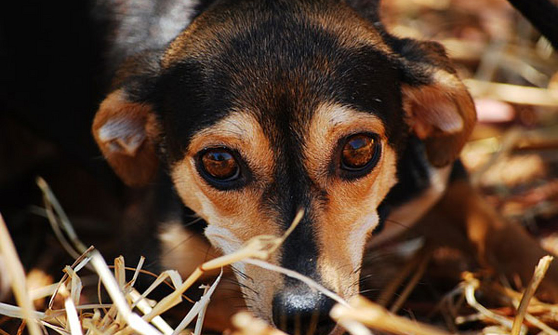 Ein Tier wird vor dem Gesetz als Sache behandelt. Das findet die Juristin Lisa Perl nicht angemessen, wenn es dem Tierwohl widerspricht. Foto: pixabay