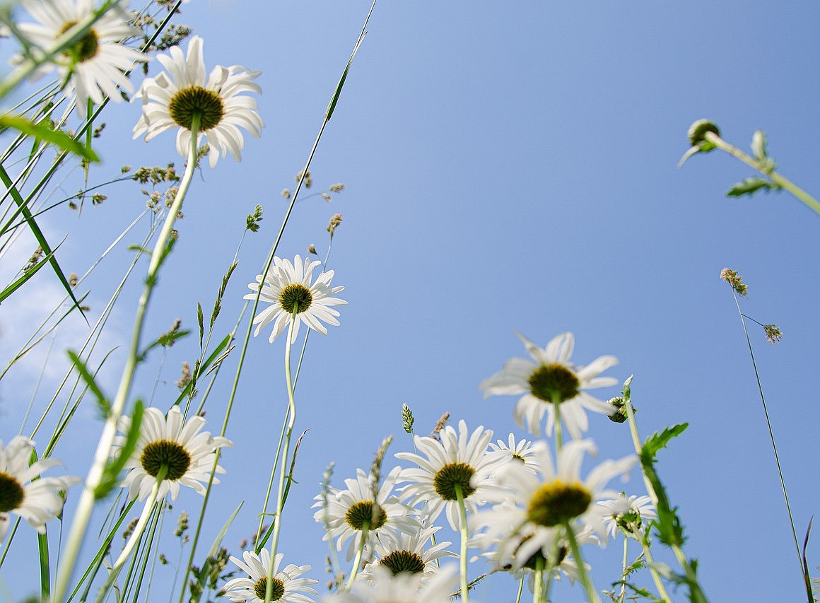 Margeriten ©pixabay/Kathas_Fotos