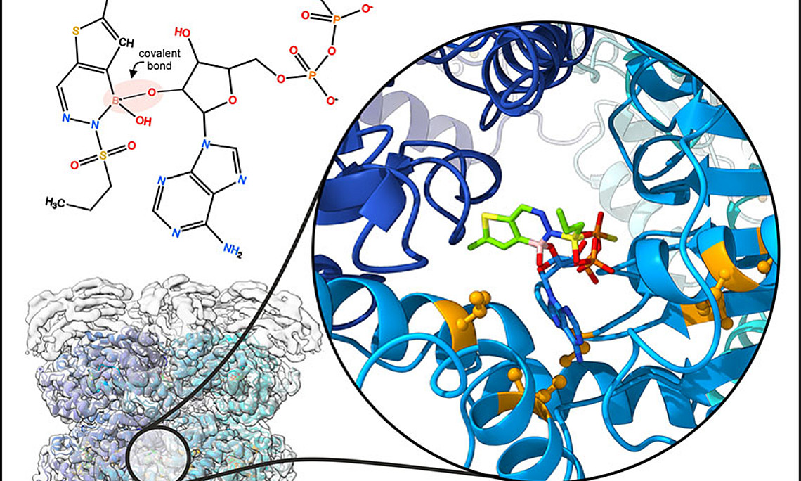 Die Hemmung des Proteins Drg1 durch Diazaborin blockiert effizient die Entstehung neuer Ribosomen. Mit diesem Wissen leistet das Forschungsteam einen wichtigen Beitrag für die weitere Entwicklung neuartiger Wirkstoffe in der Behandlung von Tumoren. Foto: Bergler/Prattes.