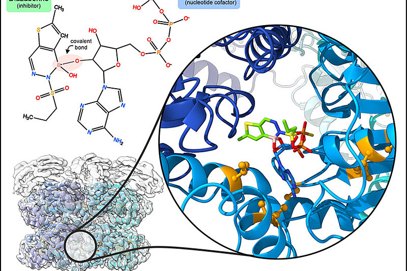 Die Hemmung des Proteins Drg1 durch Diazaborin blockiert effizient die Entstehung neuer Ribosomen. Mit diesem Wissen leistet das Forschungsteam einen wichtigen Beitrag für die weitere Entwicklung neuartiger Wirkstoffe in der Behandlung von Tumoren. Foto: Bergler/Prattes.