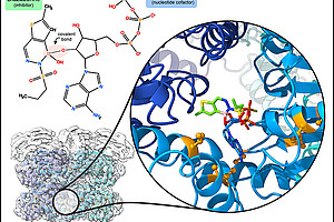 Die Hemmung des Proteins Drg1 durch Diazaborin blockiert effizient die Entstehung neuer Ribosomen. Mit diesem Wissen leistet das Forschungsteam einen wichtigen Beitrag für die weitere Entwicklung neuartiger Wirkstoffe in der Behandlung von Tumoren. Foto: Bergler/Prattes.