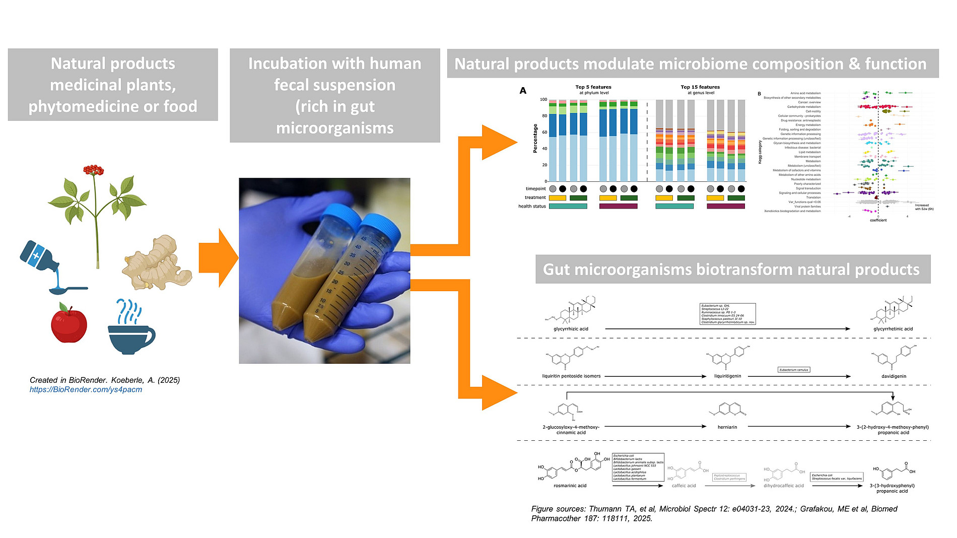 Interaktion zw. Naturstoffen und dem Darmmikrobiom ©UniGraz