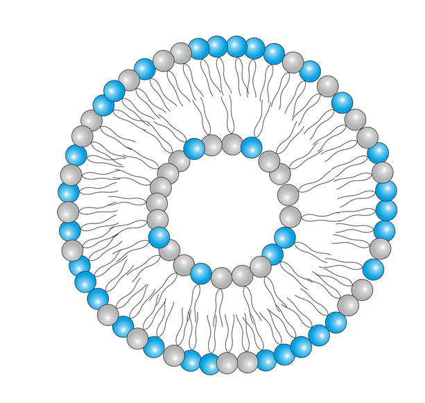 symmetrisches Vesikel 