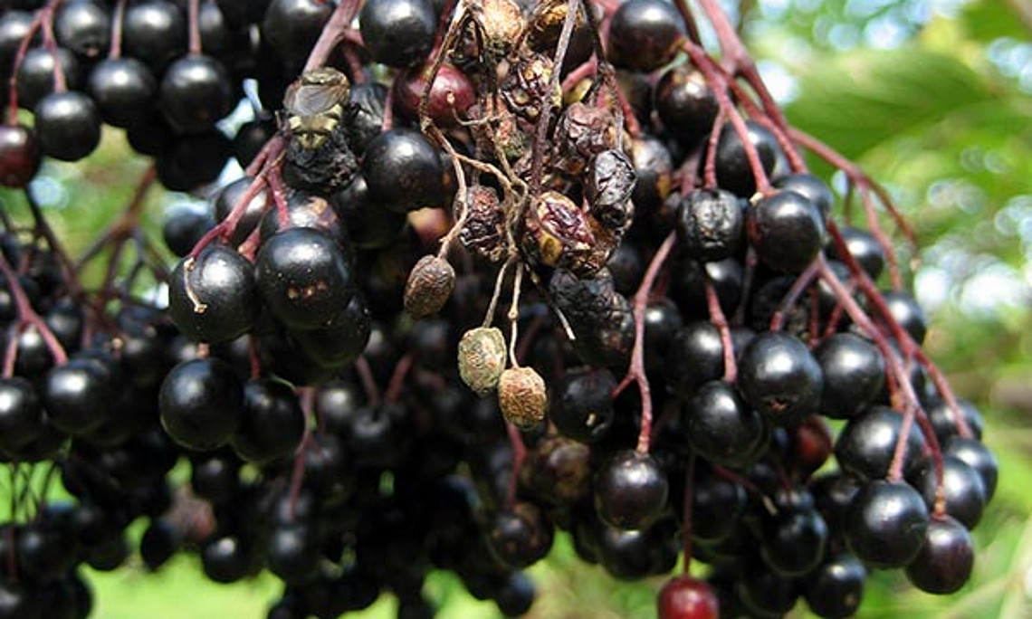 Fruchtfäule an Holunderbeeren