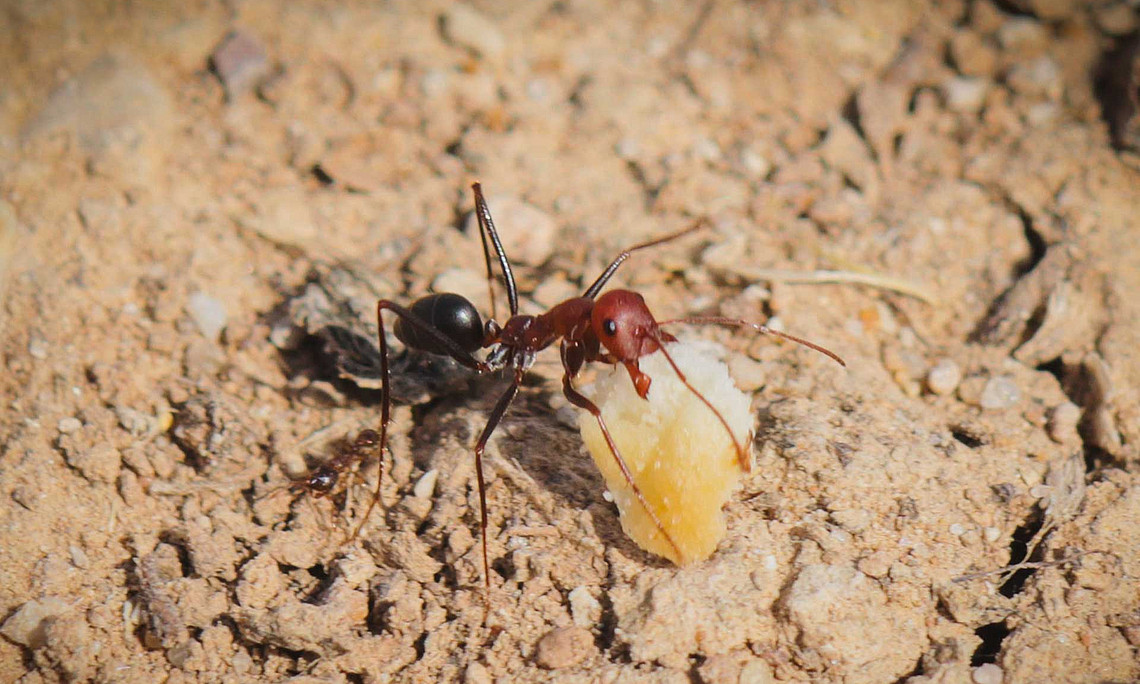 desert ant
