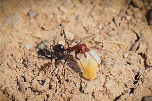 desert ant