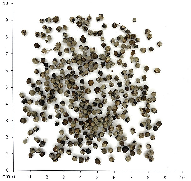 Mönchspfeffer ©Uni Graz - Bucar/Tropper