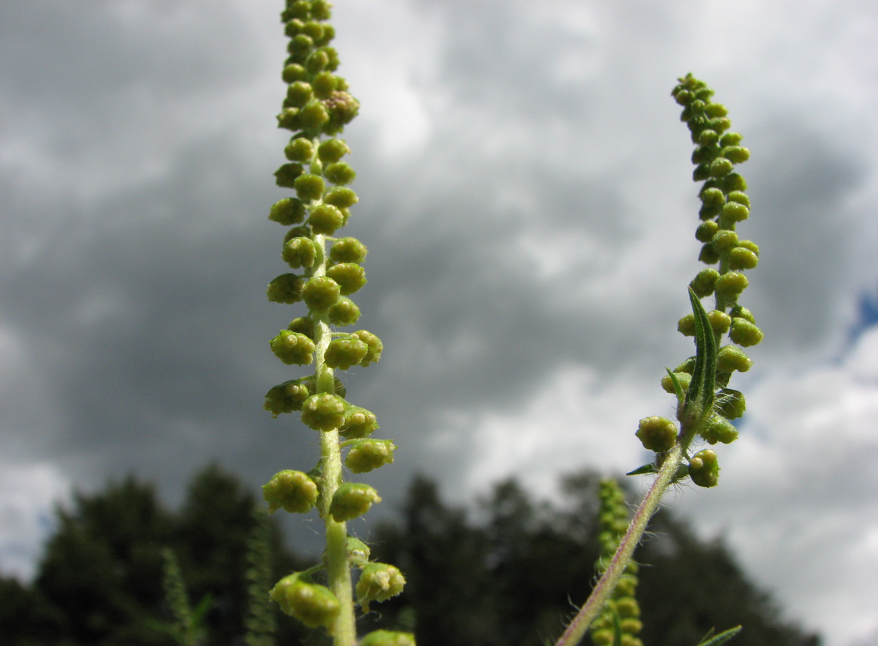 Ragweed-Blütenstand 