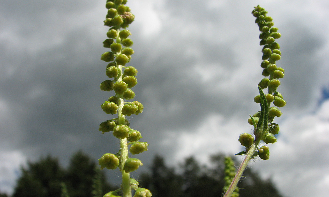 Ragweed-Blütenstand