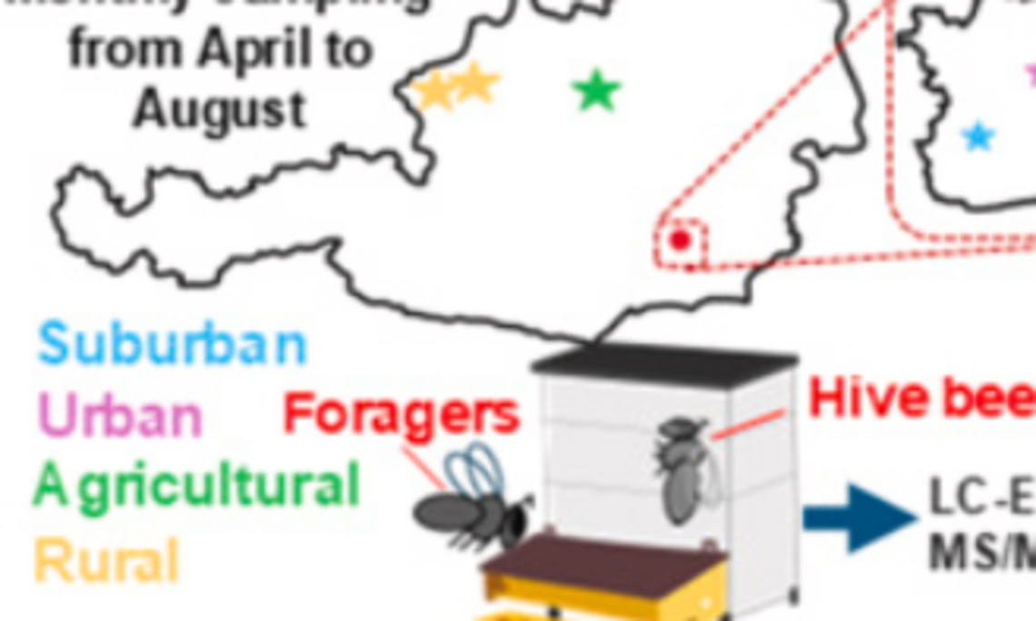 graphical abstract about the PFAS contamiantion in bees