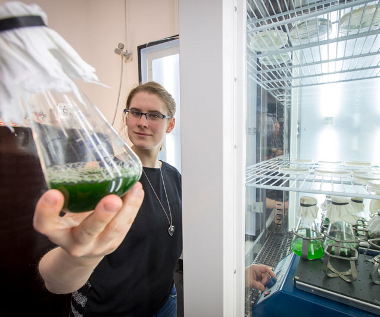 Im Algenlabor des Instituts für Molekulare Biotechnologie der TU Graz wachsen und gedeihen Mikroalgen. Foto: TU Graz/Jimmy Lunghammer