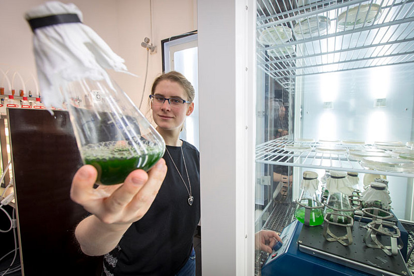 Im Algenlabor des Instituts für Molekulare Biotechnologie der TU Graz wachsen und gedeihen Mikroalgen. Foto: TU Graz/Jimmy Lunghammer