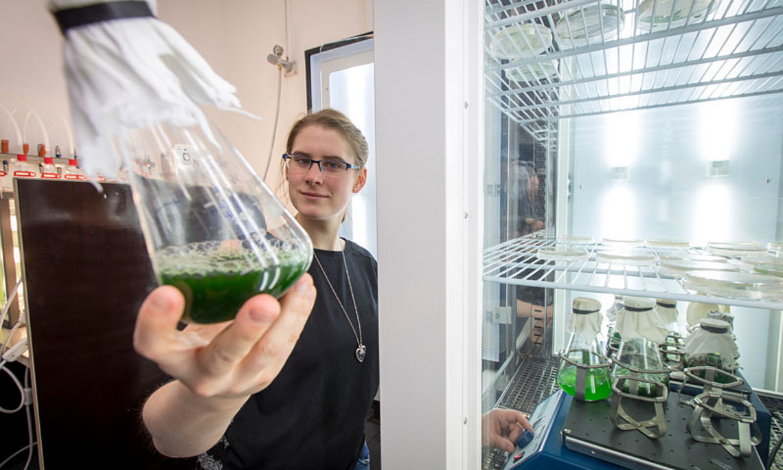 Im Algenlabor des Instituts für Molekulare Biotechnologie der TU Graz wachsen und gedeihen Mikroalgen. Foto: TU Graz/Jimmy Lunghammer
