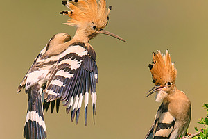 A hoopoe sits on a green bush, a second one flies towards it