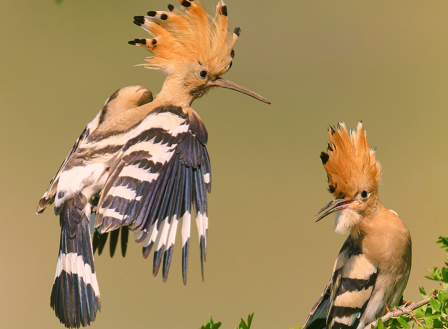 A hoopoe sits on a green bush, a second one flies towards it ©HARALD_STELZER