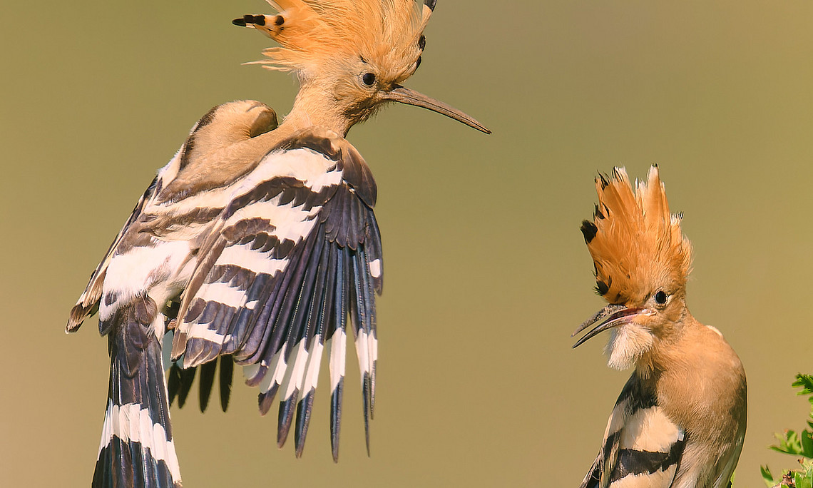 A hoopoe sits on a green bush, a second one flies towards it