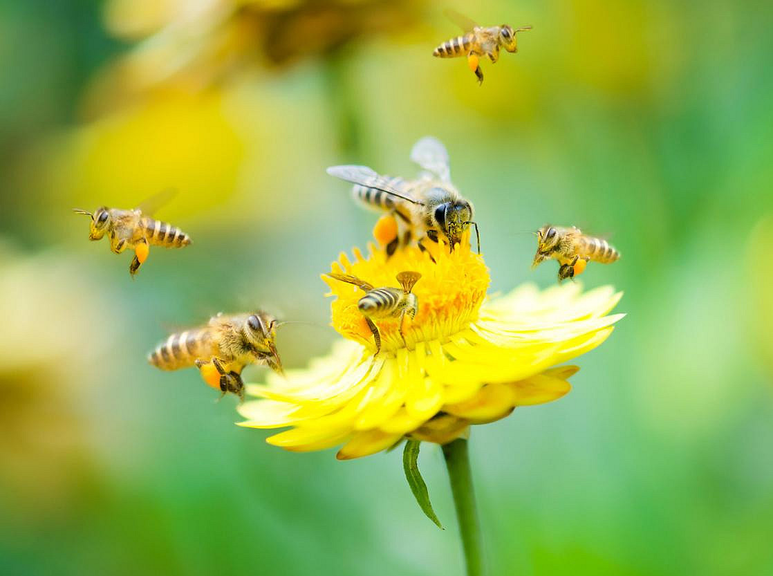 gelb,uni,biene ©WONG SZE FEI - stock.adobe.com