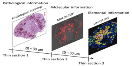 graphische Beschreibung des Vorgehens während des Bio-Imagings (kombinieren von Histologigeschen, molekularen und elementaren Daten)