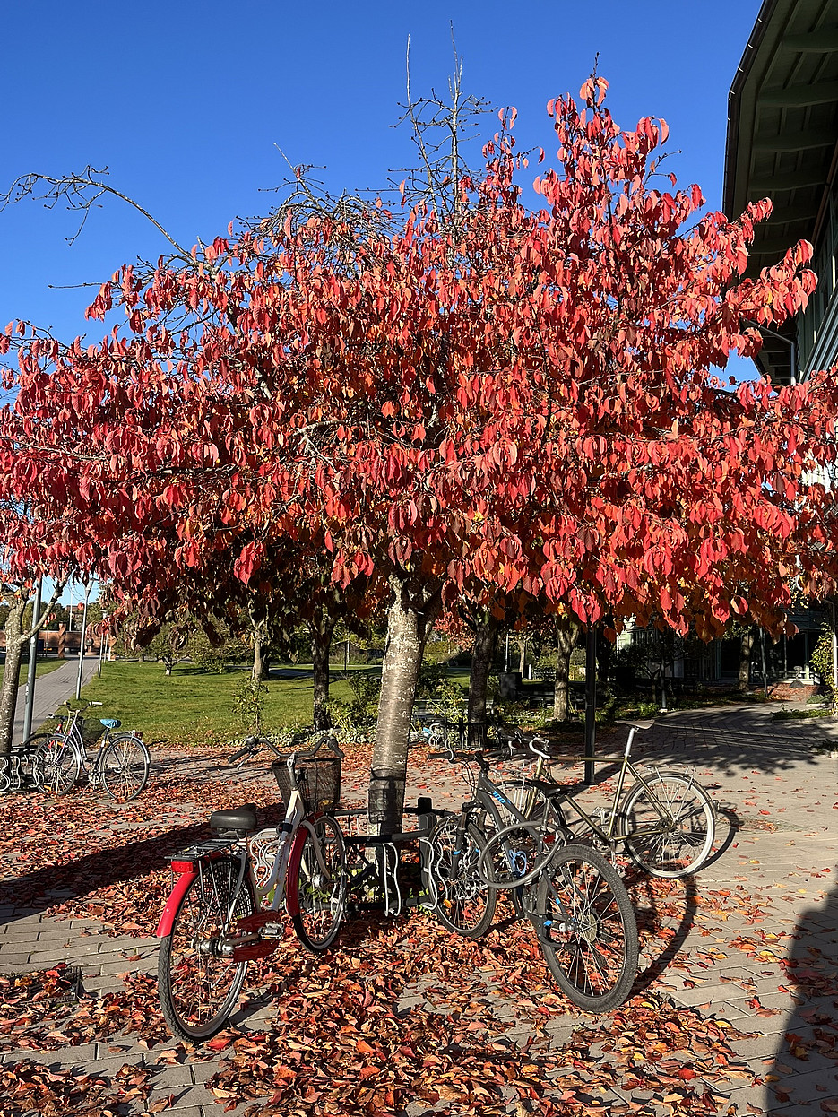 Stockholm Herbst ©Global Diary | Malin Walther