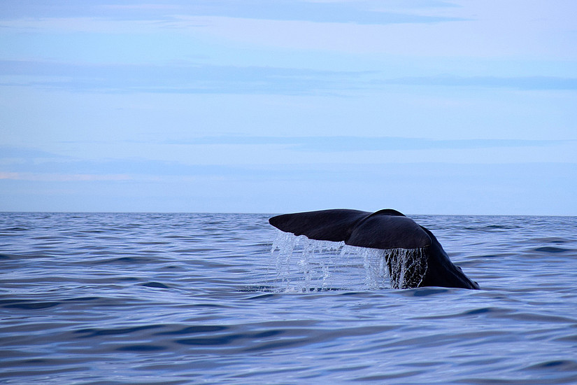 Warum stranden Wale? WissenschafterInnen gehen diesem Phänomen nach. Foto: Pixabay.com/MartinKra