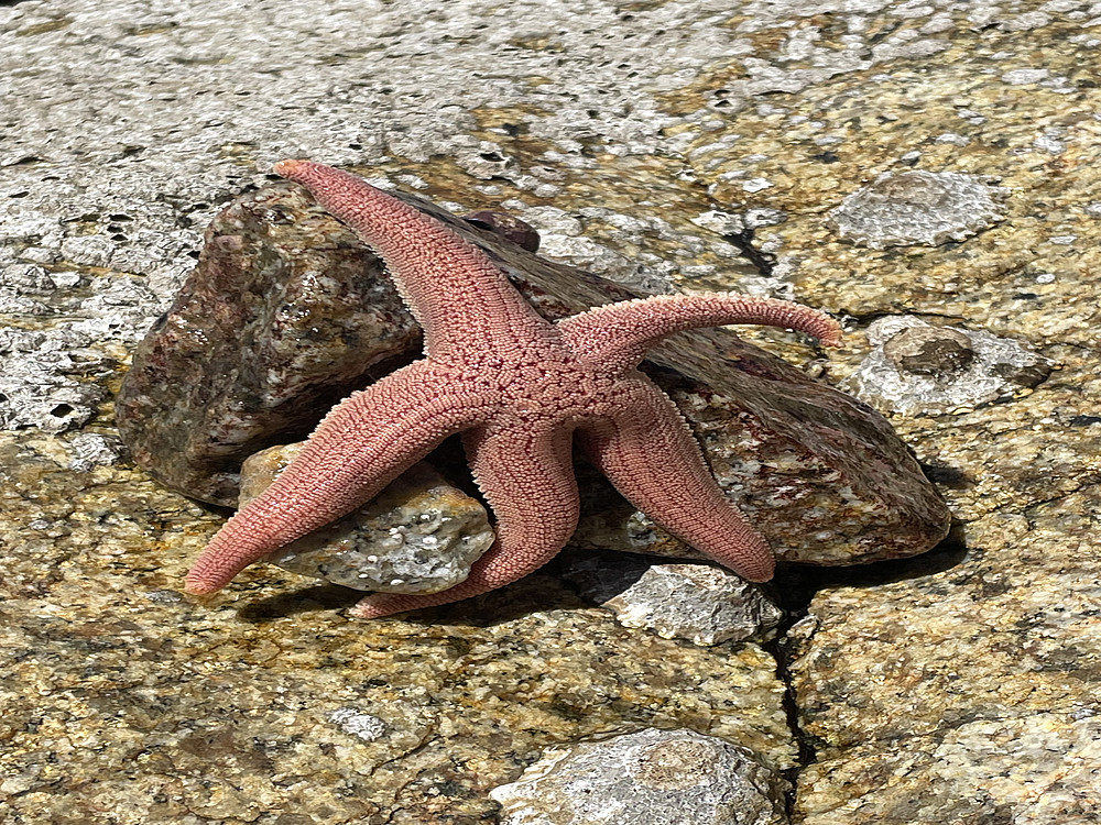 Seestern ©Lea Exel | Global Diary