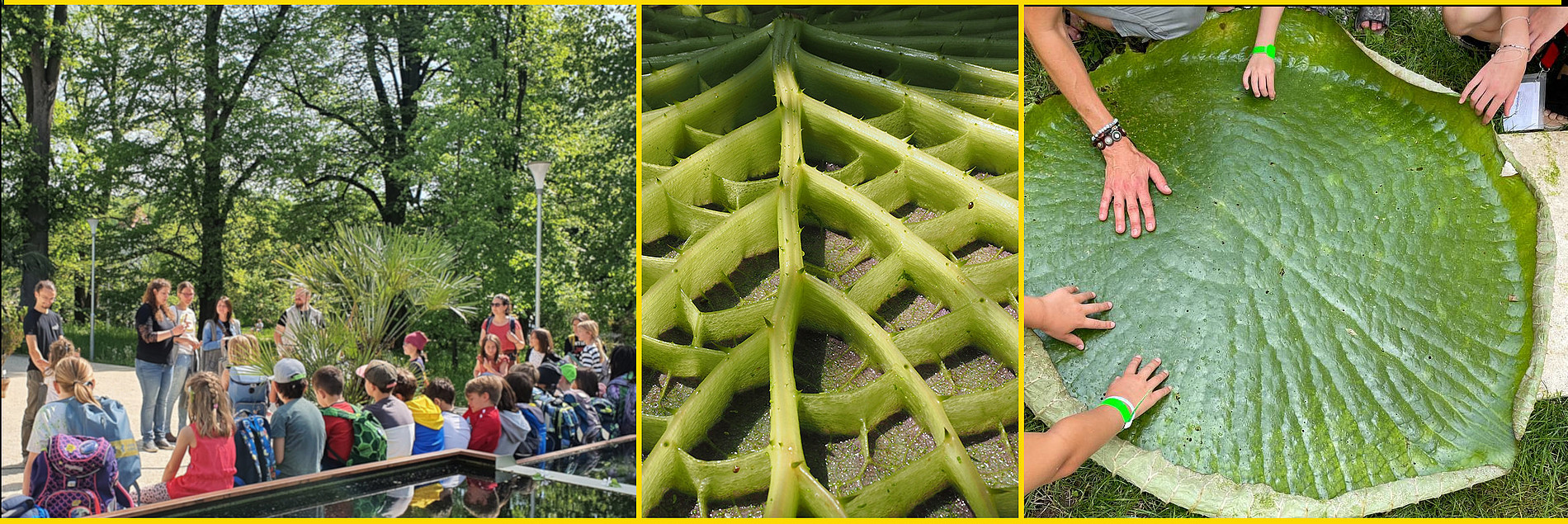 A sequence of images depicting a workshop in the botanical garden ©Uni Graz/Ulrike Grube