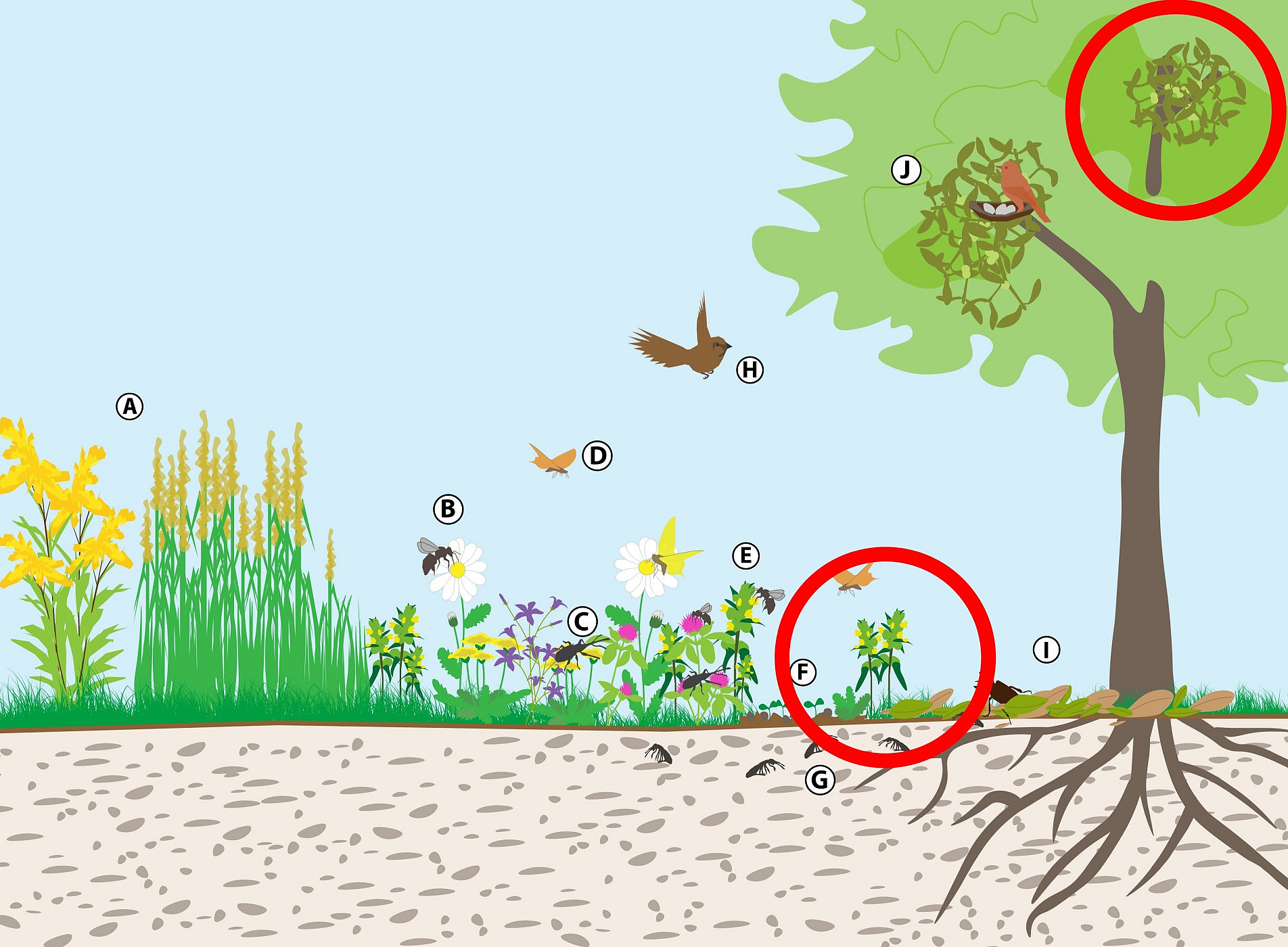 The effects of parasitic plants 