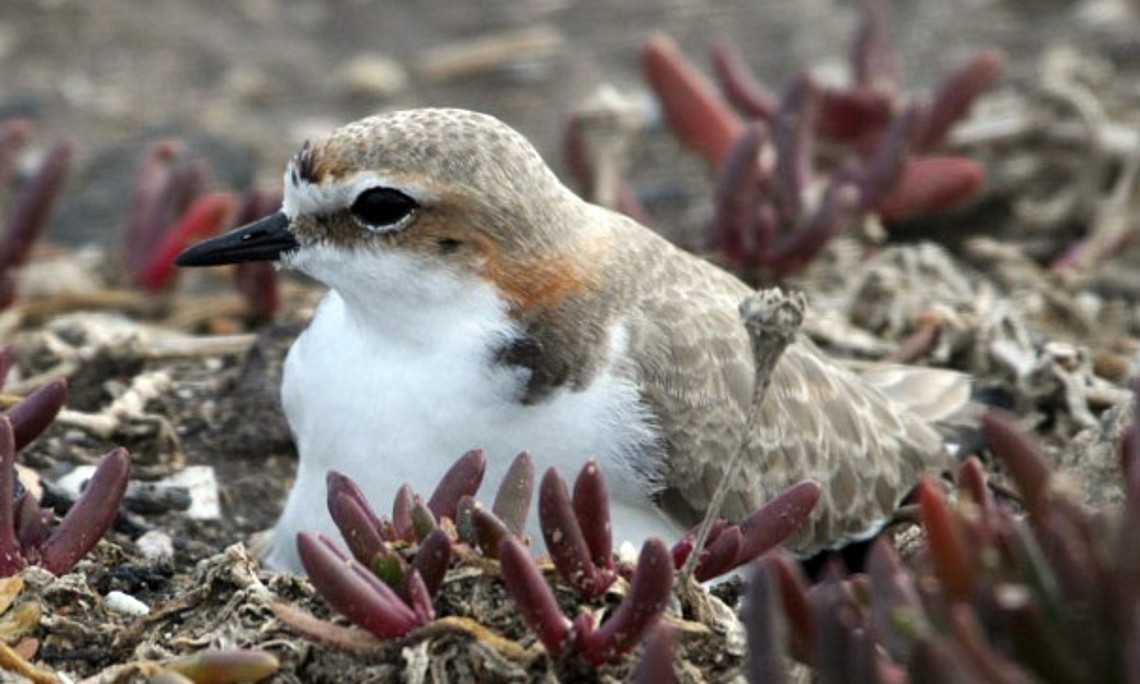 Die Weibchen des Rotkopfregenpfeifers sind unauffälliger als die Männchen und brüten daher tagsüber. Die Väter übernehmen die Nachtschicht. Foto: M. A. Weston, Deakin University