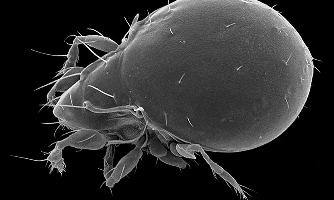 Die Hornmilben-Art Oribatula tibialis setzt sich mit Blausäure zur Wehr. Foto: Uni Graz/Stabentheiner & Co.