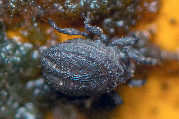 Found by chance: the hitherto unknown mite Ameronothrus twitter; Photo: Takamasa Nemoto 