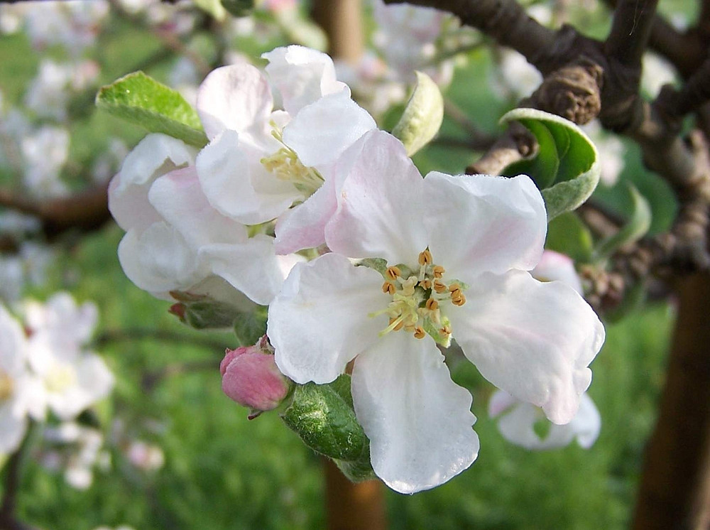 Apfelblüten ©By Opioła Jerzy (Poland) - Own work, CC BY 2.5, https://commons.wikimedia.org/w/index.php?curid=772504