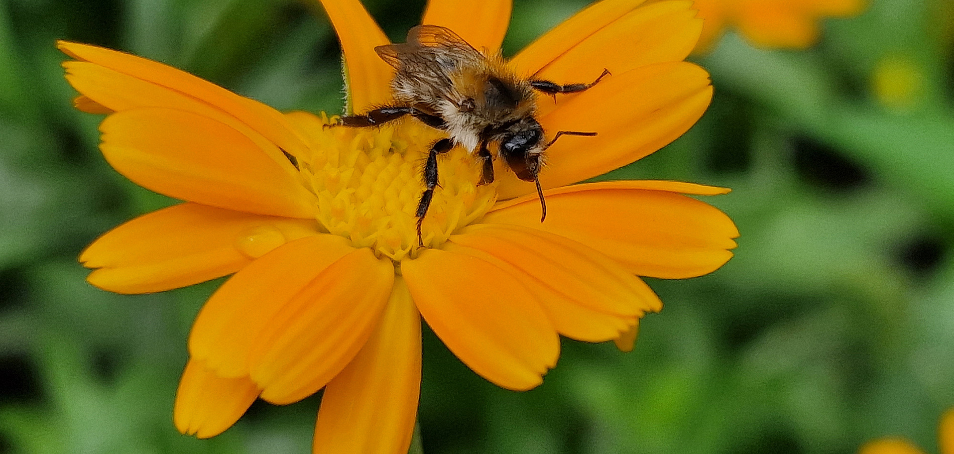 A bee sitting on a marigold flower 