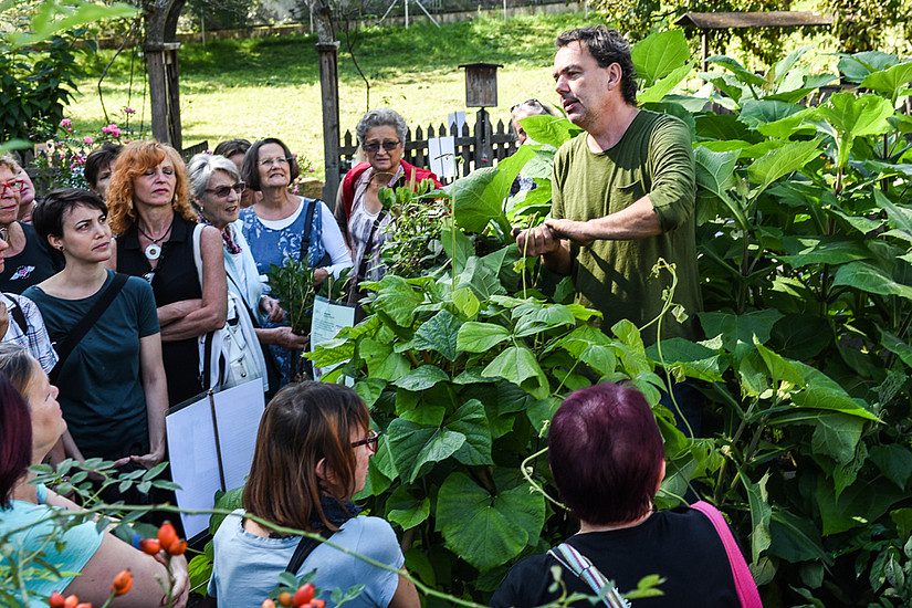 Tolle Knolle: Der Botanische Garten der Universität Graz lud zum "Brunchen" und auch zum Kennenlernen von bekanntem und rarem Wurzelgemüse. Fotos: Uni Graz/Schweiger