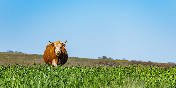  ©Washington State Department of Agriculture