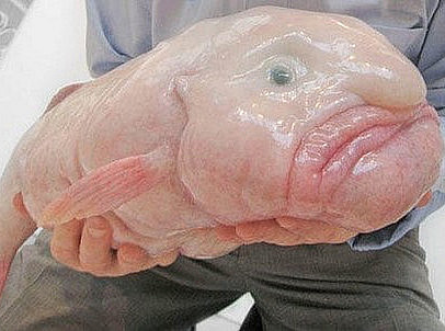 Ein Blobfisch wird von einer Person gehalten ©Uni Graz/Obczovsky